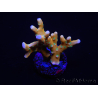 WYSIWYG - MH Tropicana Anacropora 18E1