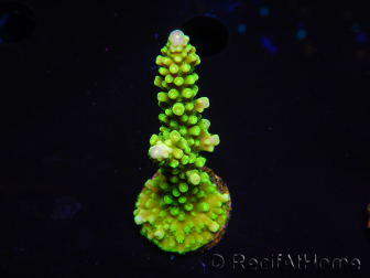 WYSIWYG Acropora yongei Geen Slimer 5S1