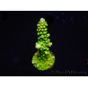 WYSIWYG Acropora yongei Geen Slimer 5S1