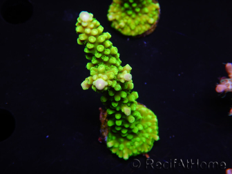 WYSIWYG Acropora yongei Geen Slimer 5S2