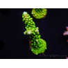 WYSIWYG Acropora yongei Geen Slimer 5S2