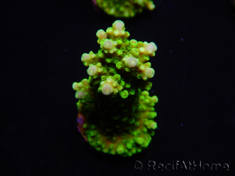 WYSIWYG Acropora yongei Geen Slimer 5S4