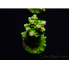 WYSIWYG Acropora yongei Geen Slimer 5S4