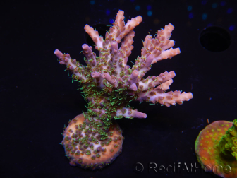 WYSIWYG- RAH Acropora Purple Haze 5B2