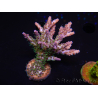 WYSIWYG- RAH Acropora Purple Haze 5B2