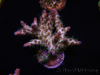 WYSIWYG- RAH Acropora Purple Haze 5B3