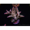 WYSIWYG- RAH Acropora Purple Haze 5B3