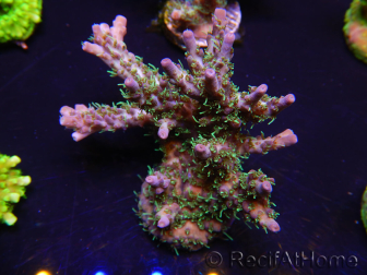 WYSIWYG- RAH Acropora Purple Haze 5B4