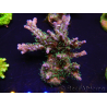 WYSIWYG- RAH Acropora Purple Haze 5B4