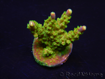 WYSIWYG MH Acropora natalensis 5C4