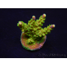 WYSIWYG MH Acropora natalensis 5C4