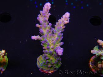 WYSIWYG - RAH Acropora tortuosa 5F1