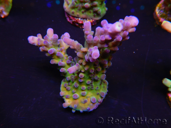 WYSIWYG - RAH Acropora tortuosa 5F2