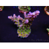 WYSIWYG - RAH Acropora tortuosa 5F2