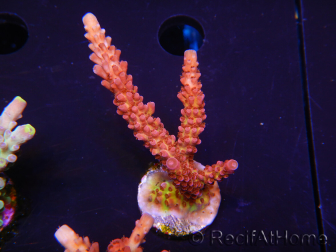 WYSIWYG - Acropora PC Rainbow 5D1