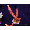 WYSIWYG - Acropora PC Rainbow 5D1