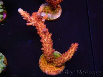 WYSIWYG - Acropora PC Rainbow 5D2