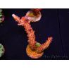 WYSIWYG - Acropora PC Rainbow 5D2