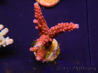 WYSIWYG - Acropora PC Rainbow 5D4