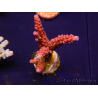 WYSIWYG - Acropora PC Rainbow 5D4