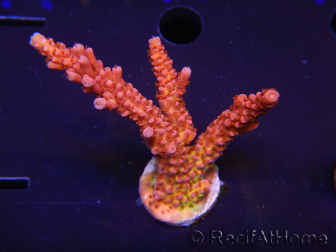 WYSIWYG - Acropora PC Rainbow 5I1