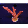 WYSIWYG - Acropora PC Rainbow 5I1