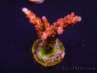 WYSIWYG - Acropora PC Rainbow 5I2