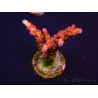 WYSIWYG - Acropora PC Rainbow 5I2