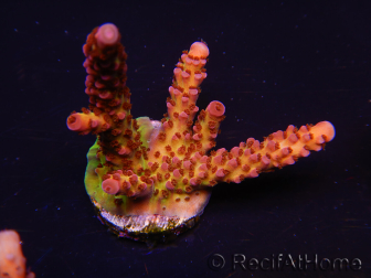 WYSIWYG - Acropora PC Rainbow 5I3