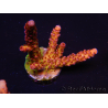 WYSIWYG - Acropora PC Rainbow 5I3