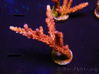 WYSIWYG - Acropora PC Rainbow 5I4