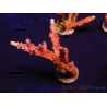 WYSIWYG - Acropora PC Rainbow 5I4