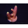 WYSIWYG RAH Acropora Rainbow Mango 5K1