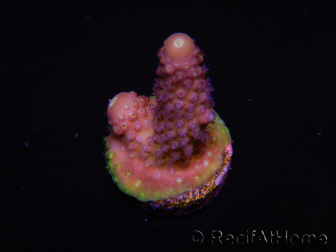 WYSIWYG RAH Acropora Rainbow Mango 5K2