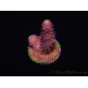 WYSIWYG RAH Acropora Rainbow Mango 5K2