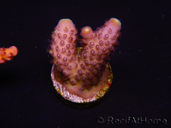 WYSIWYG RAH Acropora Rainbow Mango 5K3