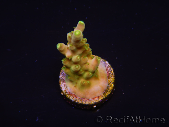 WYSIWYG RAH Acropora Gold Finger 5M1