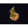 WYSIWYG RAH Acropora Gold Finger 5M1