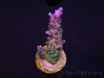 WYSIWYG RAH Acropora Blue Lagoon 5E2