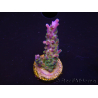 WYSIWYG RAH Acropora Blue Lagoon 5E2