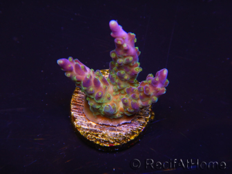 WYSIWYG RAH Acropora Blue Lagoon 5E3