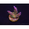 WYSIWYG RAH Acropora Blue Lagoon 5E3