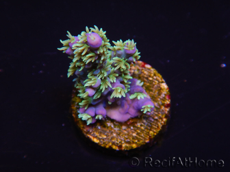 WYSIWYG RAH Acropora horrida Schneeflocke 5R1