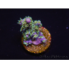 WYSIWYG RAH Acropora horrida Schneeflocke 5R1