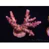 WYSIWYG Acropora 5O1