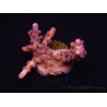 WYSIWYG Acropora sp Ultra 5O2