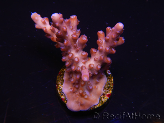 WYSIWYG Acropora millepora Pink 5O4