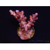 WYSIWYG Acropora millepora Pink 5O4