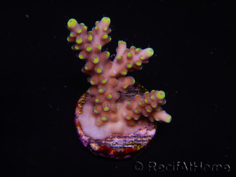 WYSIWYG RAH Acropora latistella Paleta 5H1