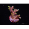 WYSIWYG RAH Acropora latistella Paleta 5H1